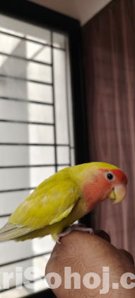 Lovebird